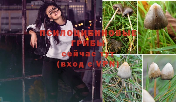 стафф Карпинск